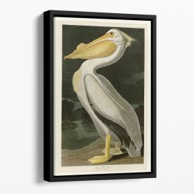 American White Pelican by Audubon Floating Framed Canvas (Color: Black, size: 40" x 26" / 100cm x 65cm (approx))