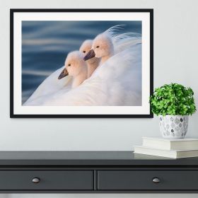 Three White Swans Framed Print (Color: Natural/No White Edging, size: 36" x 24" / 90cm x 60cm (approx))